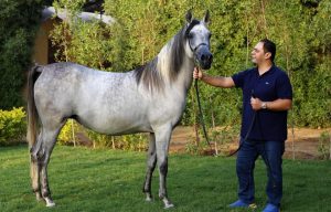 المغاوري أبرز الرعاة فى بطولة النخبة لجمال الخيول العربية الأصيلة بنسختها الأولى